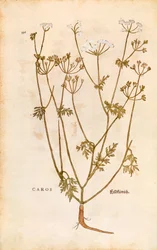Caraway - Carum carvi (Caros) de Leonhart Fuchs de De historia stirpium commentarii insignes (Notable Commentaries on the History of Plants) gravura colorida
