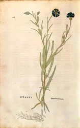 Cornflower (Centaurea cyanus)de Leonhart Fuchs da De historia stirpium commentarii insignes (Notable Commentaries on the History of Plants), gravura colorida
