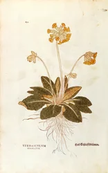 Cowslip - Primula veris officinalis (Verbasculum odoratum) de Leonhart Fuchs de De historia stirpium commentarii insignes (Notable Commentaries on the History of Plants), gravura colorida