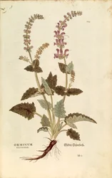 Dragonmouth (Horminum ou Orminum sylvestre) de Leonhart Fuchs de De historia stirpium commentarii insignes (Notable Commentaries on the History of Plants), gravura colorida