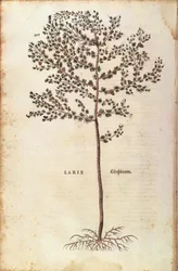 lariço europeu (Larix decidua) de Leonhart Fuchs de De historia stirpium commentarii insignes (Notable Commentaries on the History of Plants) gravura colorida
