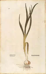 Alho - Allium sativum (Allium hortense) de Leonhart Fuchs de De historia stirpium commentarii insignes (Notable Commentaries on the History of Plants), gravura colorida