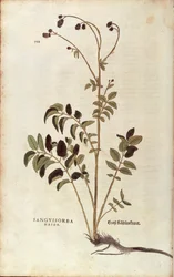 Grande Burnet - Sanguisorba officinalis (Sanguisorba major) de Leonhart Fuchs de De historia stirpium commentarii insignes (Notable Commentaries on the History of Plants) gravura colorida