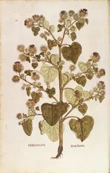 Greater Burdock - Arctium lappa (Personatia) de Leonhart Fuchs de De historia stirpium commentarii insignes (Notable Commentaries on the History of Plants), gravura colorida