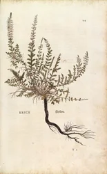 Heather - Calluna vulgaris (Erice) de Leonhart Fuchs de De historia stirpium commentarii insignes (Notable Commentaries on the History of Plants), gravura colorida