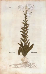 Lily (Lilium)de Leonhart Fuchs da De historia stirpium commentarii insignes (Notable Commentaries on the History of Plants), gravura colorida