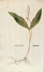 Lírio do Vale - Convallaria majalis (Ephemerum non letale) de Leonhart Fuchs de De historia stirpium commentarii insignes (Notable Commentaries on the History of Plants), gravura colorida