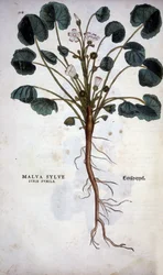 Malva Sylvestre (Great Purple) - in "De Historia Stirpium commentarii insígnia" de Leonhart Fuchs