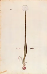 Onion (Allium cepa) de Leonhart Fuchs de De historia stirpium commentarii insignes (Notable Commentaries on the History of Plants), gravura colorida
