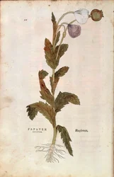 Papoila de ópio - Papaver somniferum (Papaver satiuum) de Leonhart Fuchs de De historia stirpium commentarii insignes (Notable Commentaries on the History of Plants), gravura colorida