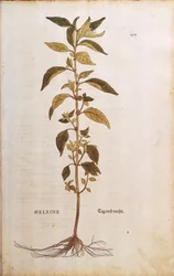 Pellitory-of-the-wall ou lichwort - Parietaria officinalis (Helxine) de Leonhart Fuchs de De historia stirpium commentarii insignes (Notable Commentaries on the History of Plants) gravura colorida