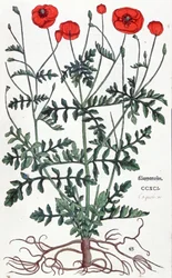 Papoila