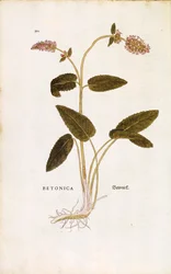 Betony púrpura ou mosto de bispo - Stachys officinalis (Betonica) de Leonhart Fuchs de De historia stirpium commentarii insignes (Notable Commentaries on the History of Plants) gravura colorida