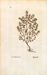 Red Eyebright (Euphrasia officinalis) de Leonhart Fuchs de De historia stirpium commentarii insignes (Notable Commentaries on the History of Plants) gravura colorida