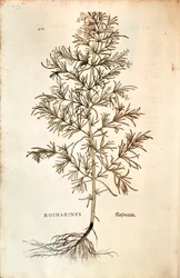 Rosemary, Rosmarinus Officinalis (Rosmarinus). gravura colorida