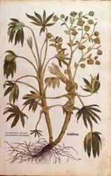 Stinking Hellebore ou Dungwort - Helleborus foetidus (Helleborus niger adulterinus sylvestris) por Leonhart Fuchs de De historia stirpium commentarii insignes (Notable Commentaries on the History of Plants), gravura colorida