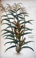 Turcicum Frumentum (Mis) - in "De Historia Stirpium commentarii insignes" de Leonhart Fuchs