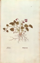 Violet (Viola odorata) de Leonhart Fuchs de De historia stirpium commentarii insignes (Notable Commentaries on the History of Plants), gravura colorida