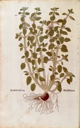 White Horehound (Marrubium vulgare) de Leonhart Fuchs de De historia stirpium commentarii insignes (Notable Commentaries on the History of Plants) gravura colorida