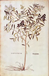 Wild Privet (Ligustrum vulgare) por Leonhart Fuchs de De historia stirpium commentarii insignes (Notable Commentaries on the History of Plants) gravura colorida