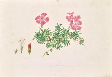 Cravo alpino (Dianthus alpinus)