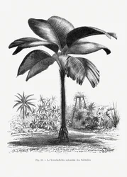 Desenho vintage de uma palmeira III