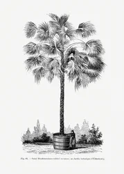 Desenho vintage de uma palmeira X