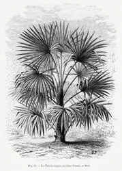 Desenho vintage de uma palmeira Xi
