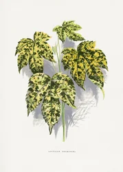 Ilustração da folha de Abutilon thompsoni