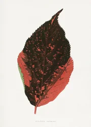 Ilustração da folha da Acalypha tricolor