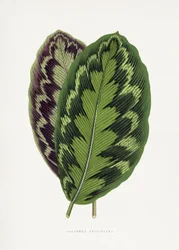 Ilustração da folha da Calathea Veitchiana
