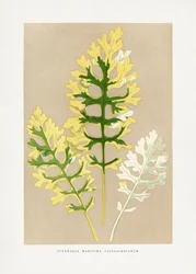 Ilustração da folha da Cineraria maritima 