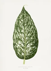 Ilustração da folha da Dieffenbachia Seguina