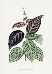 Ilustração da folha da bignónia verde (Argyro Violascens)
