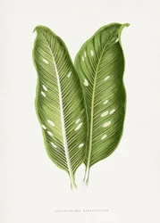 Ilustração de uma folha verde de Dieffenbachia Baraquiniana