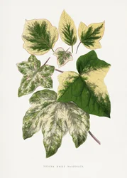 Ilustração de uma folha verde