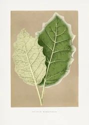 Ilustração de uma folha verde de Solanum marginatum