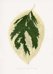 Ilustração da folha da Hydrangea Japonica Variegata