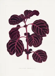 Ilustração da folha de Achyranthes verschaffeltii rosa