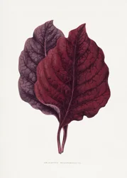 Ilustração de uma folha de amaranto rosa