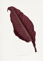 Ilustração da folha da cana-rosa (Atronigricans)