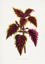 Ilustração de uma folha de coleus cor-de-rosa