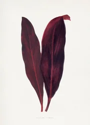 Ilustração de uma folha de Dracaena ferrea cor-de-rosa