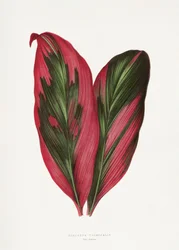 Ilustração de uma folha de Dracaena terminalis cor-de-rosa