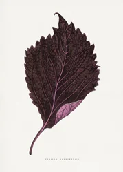 Ilustração da folha da perilla nankinensis cor-de-rosa