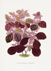 Ilustração de uma folha de Teleianthera Ficoidea cor-de-rosa