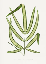 Ilustração da folha da Pteris cretica