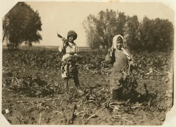 Amelia e Mary Luft, 9 e 12, cortando beterraba na fazenda perto de Sterling, Colorado, 1915