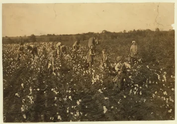 Família colhendo algodão perto de McKinney, Texas, 1913