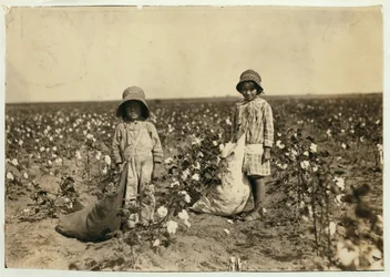 Jewel e Harold Walker, 6 e 5 anos, escolhem entre 20 e 25 libras de algodão por dia em Geronimo, Condado de Comanche, Oklahoma, 1916